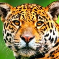 Bill Jaguar's avatar