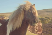 The mobile phone horse advert