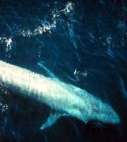 Aquatic Animals - Blue Whale