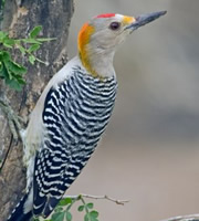 Birds - Golden-Fronted Woodpecker