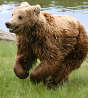 Brown bear running