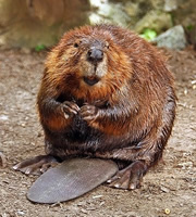 Brown Beaver