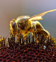 Bee collecting pollen