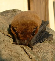 A Bat