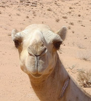 Camel