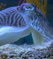 Cuttlefish