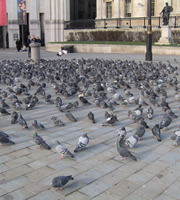 Pigeons