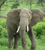 Elephant