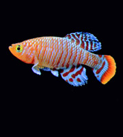 A Killifish