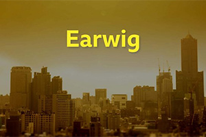 Earwig