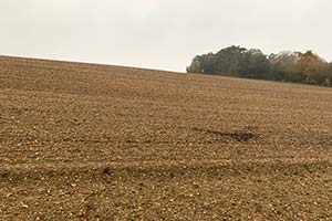 Stone Clearing with Richard Herring