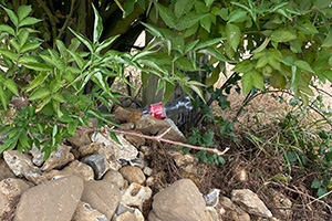 Stone Clearing with Richard Herring