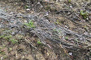 Stone Clearing with Richard Herring