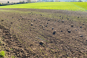 Stone Clearing with Richard Herring