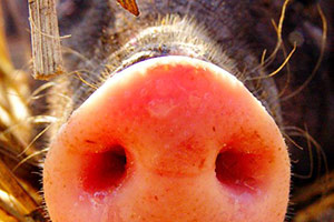 A pig's snout. Copyright: BBC