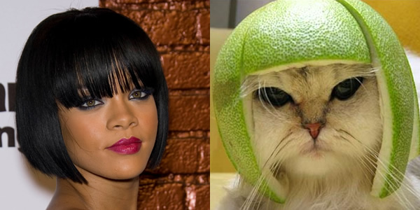 Rihanna cat