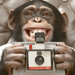 Ian Fox - Shutter Monkey (The Comedy Show With Pictures) - Free. Copyright: Associated-Rediffusion Television