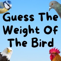 Guess the Weight of the Bird