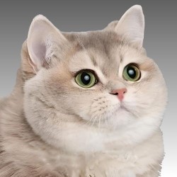 Chonk