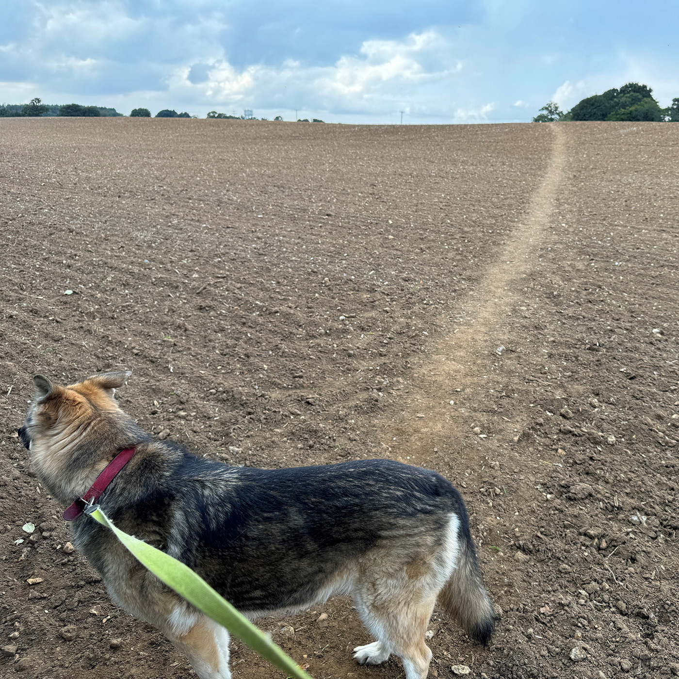 Stone Clearing With Richard Herring
