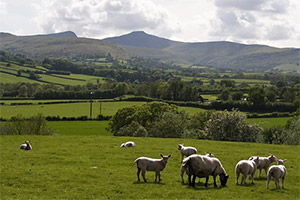 A countryside scene of sheep in fields. Copyright: BBC