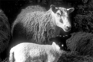 Sheep. Copyright: BBC