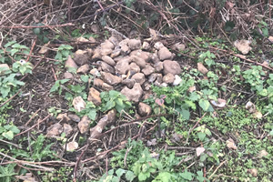 Stone Clearing with Richard Herring