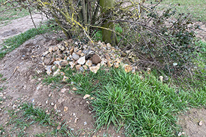 Stone Clearing with Richard Herring