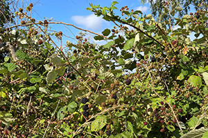 A blackberry bush