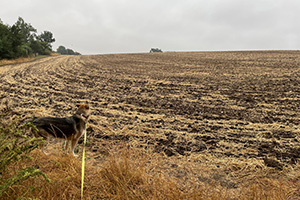 Richard Herring's dog at the edge of a harvested, empty field.