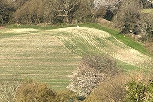 Stone Clearing with Richard Herring