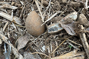 Stone Clearing with Richard Herring