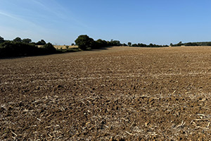 Stone Clearing with Richard Herring