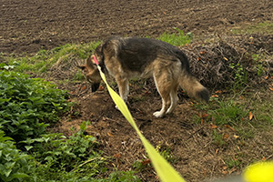 Stone Clearing with Richard Herring