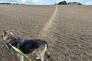 Stone Clearing with Richard Herring