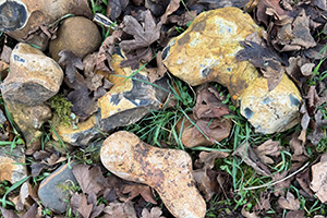 Stone Clearing with Richard Herring