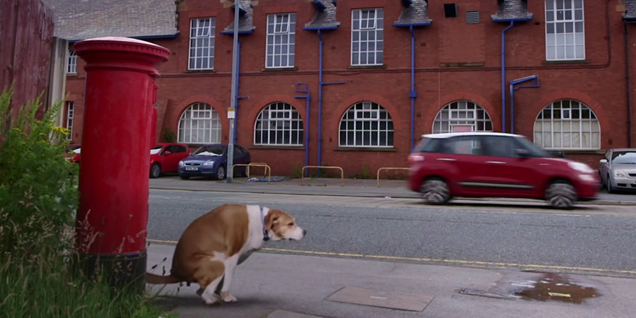 Dog going to the loo by a postbox