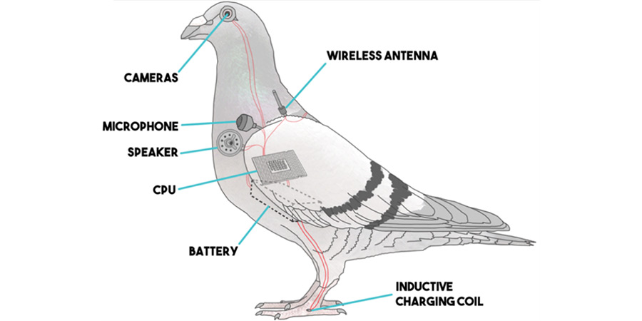 Bird Truthers image