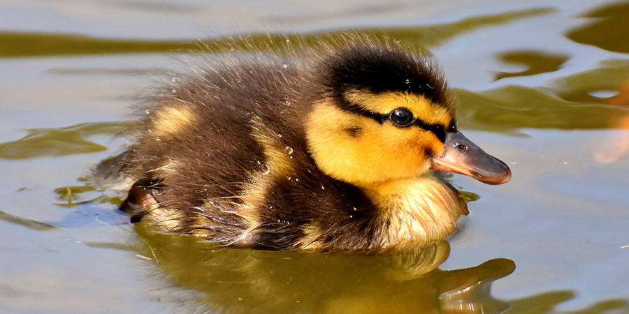 Duckling