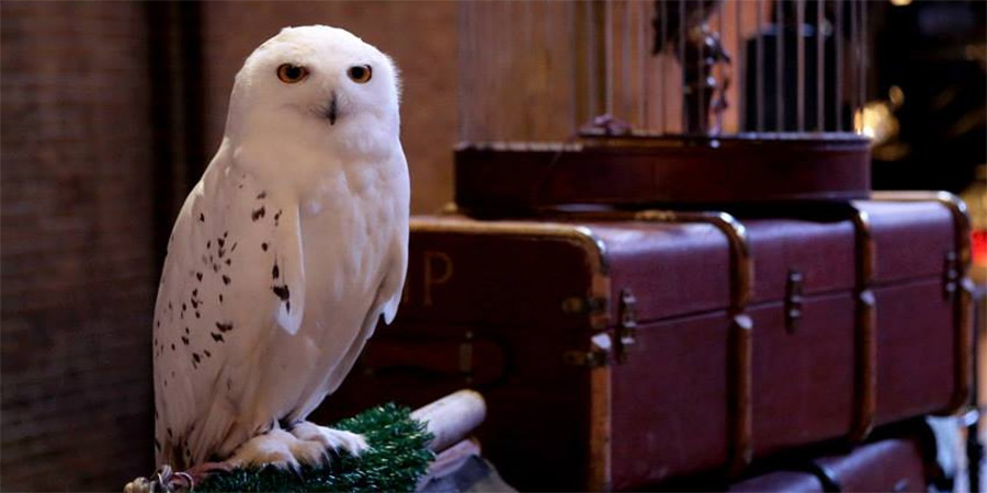 Harry Potter: Owl