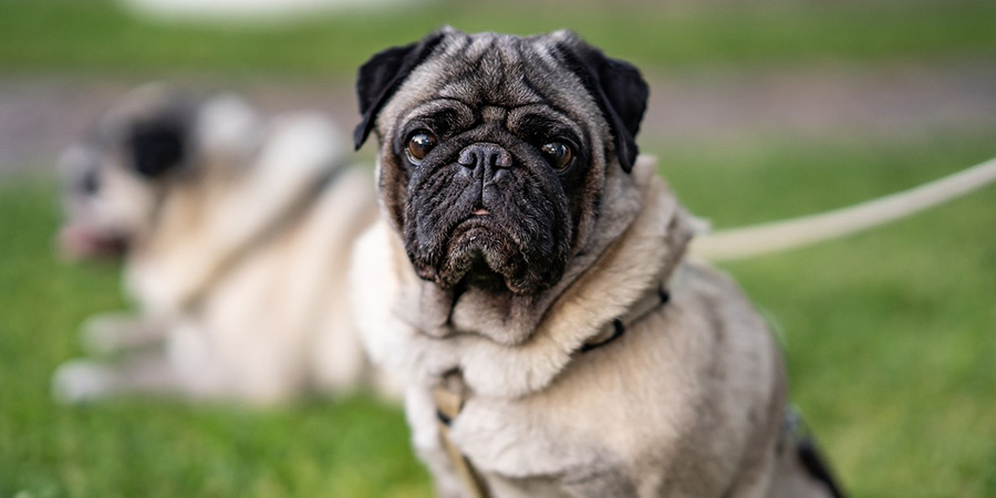 Pug