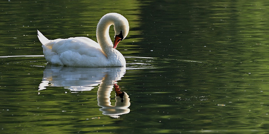 Swan