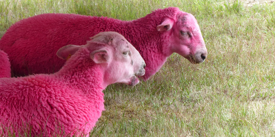 Sheep painted pink at Latitude Festival. Copyright: Si Hawkins