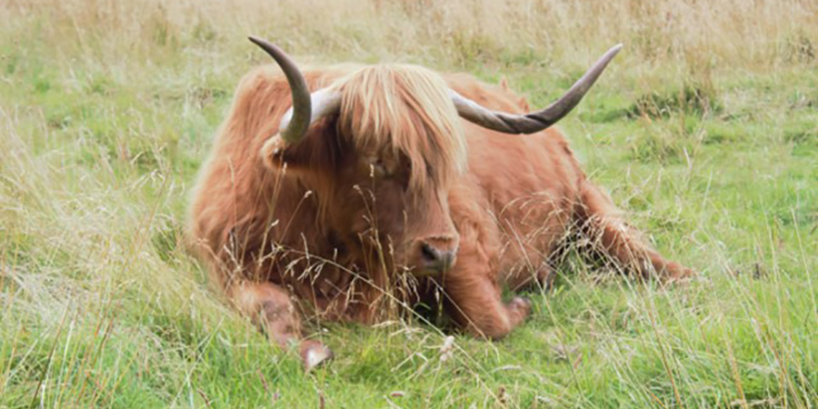 One of the Highland Cows was less camera shy than the other