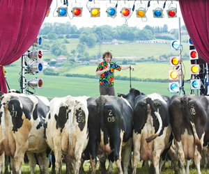 Milton Jones performing to a field of cows. Milton Jones