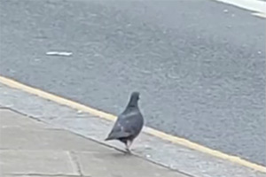 Pigeon